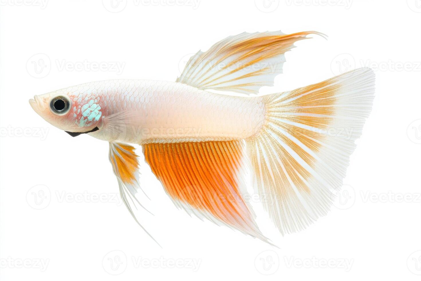 A white and orange fish with a red tail photo