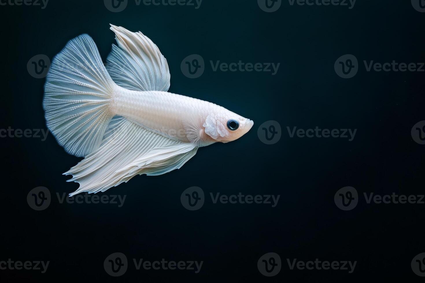 A white bet fish swimming in the dark photo