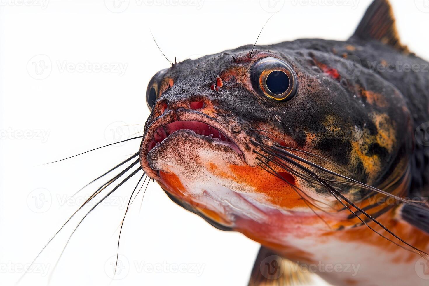 A close up of a fish with its mouth open photo