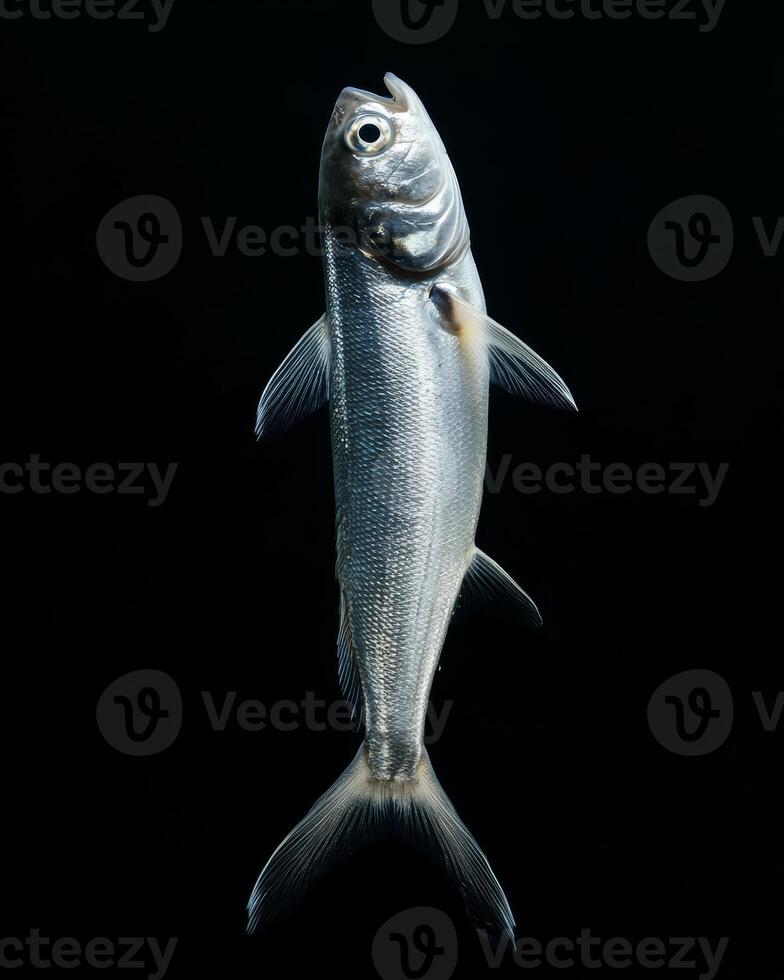 A fish is shown in the water on a black background photo