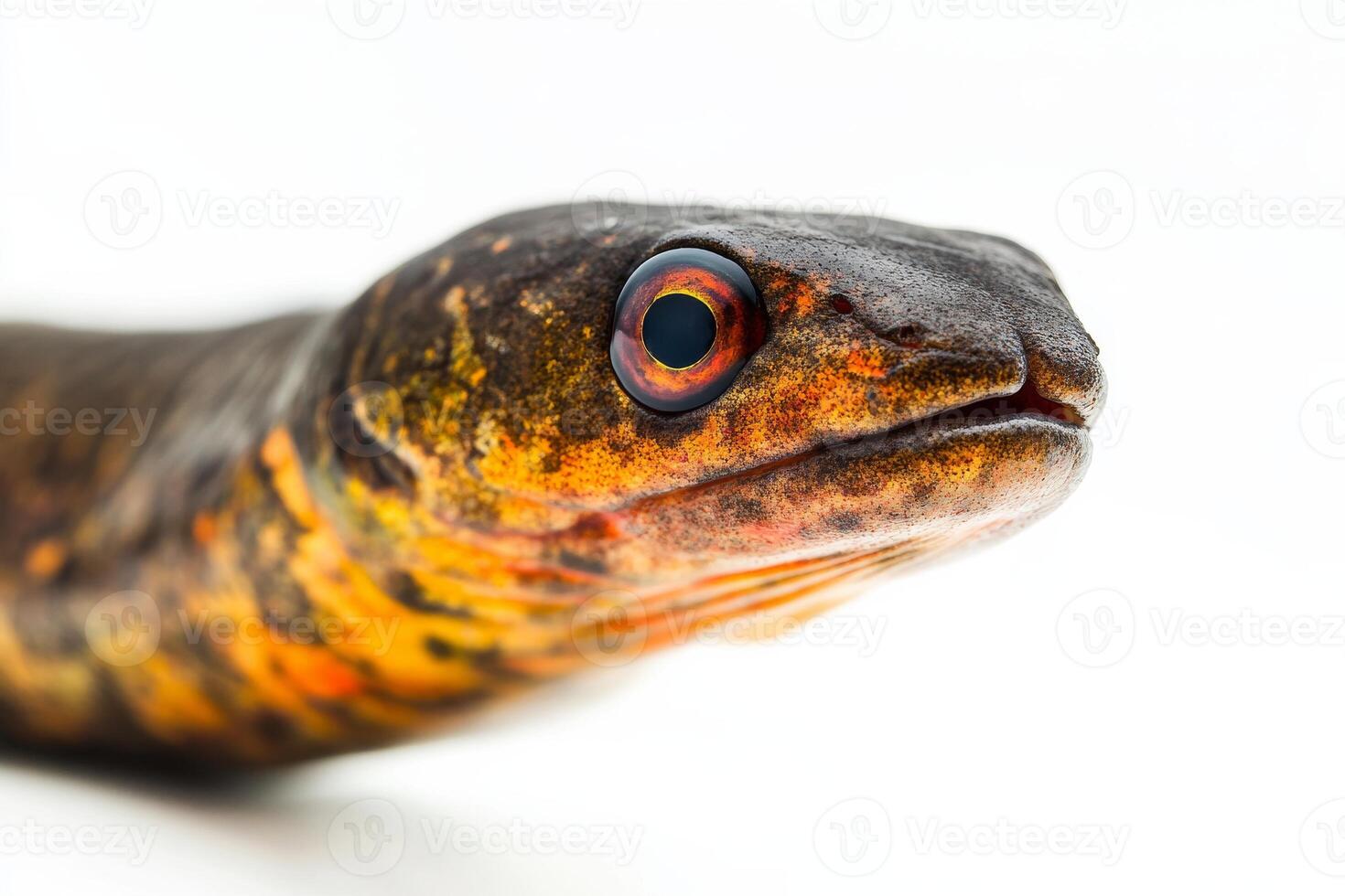 A close up of a large eel with a red eye photo