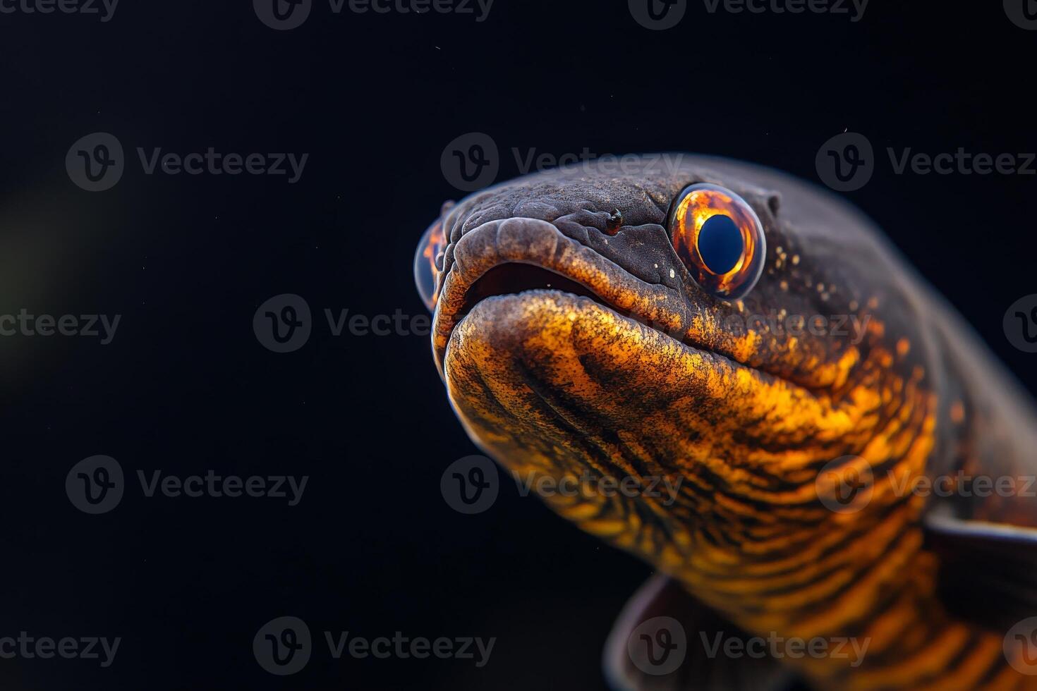 A close up of a fish with bright eyes photo