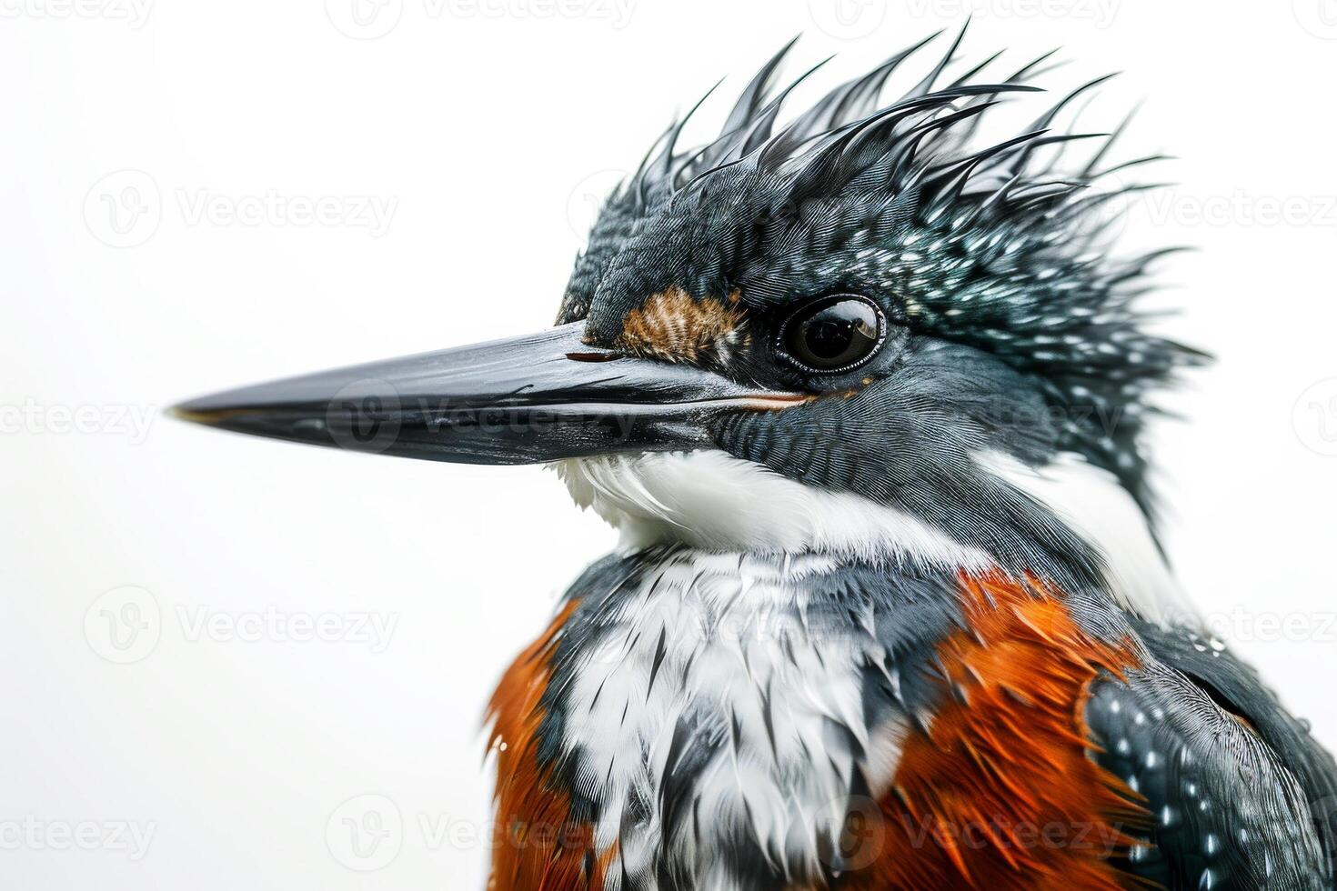 A close up of a bird with wet feathers photo