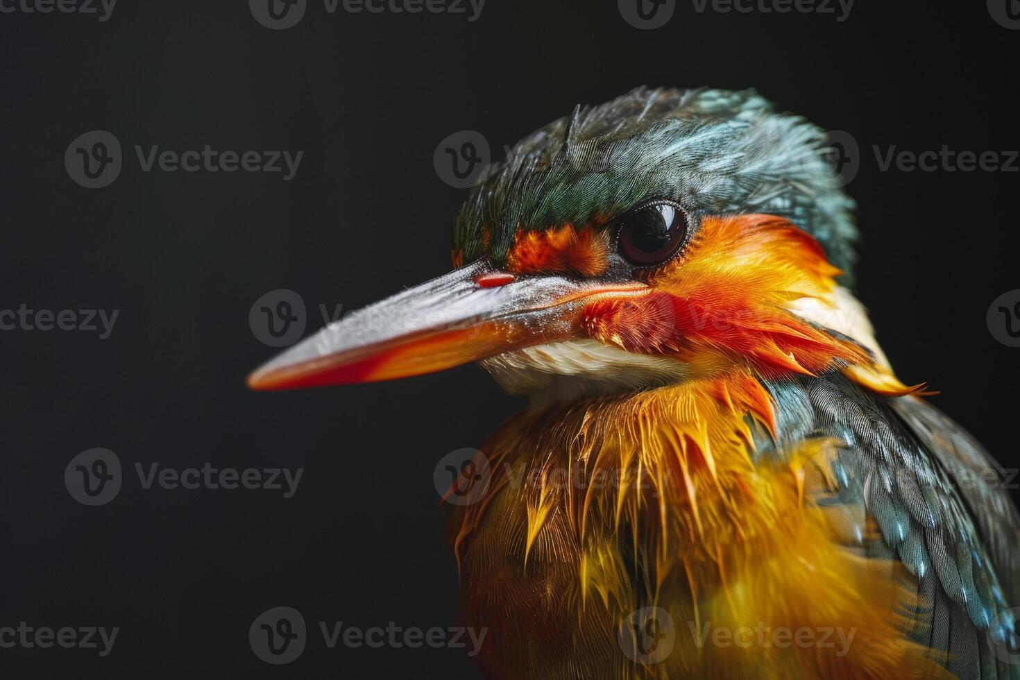 A close up of a colorful bird with wet feathers photo