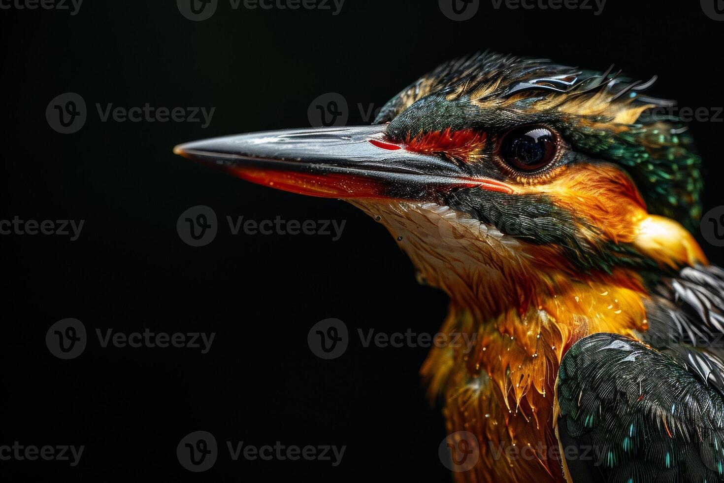 A close up of a bird with wet feathers photo