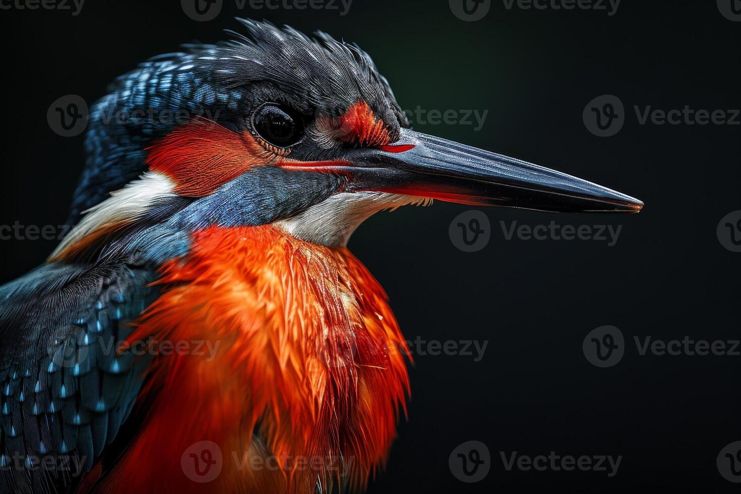 A close up of a bird with bright red, orange and blue feathers photo