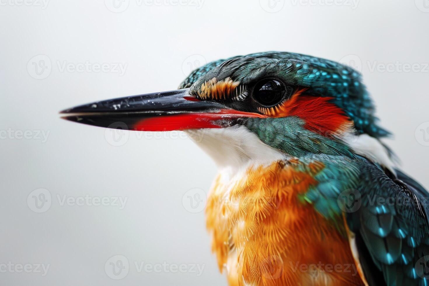 A close up of a bird with bright colors photo