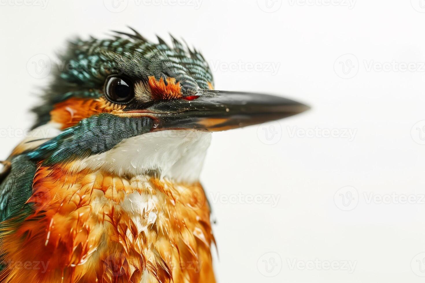 A close up of a bird with wet feathers photo