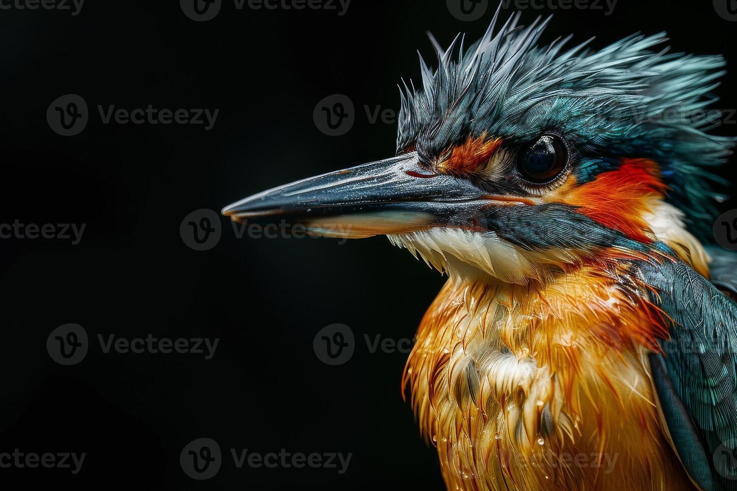 A close up of a bird with wet feathers photo