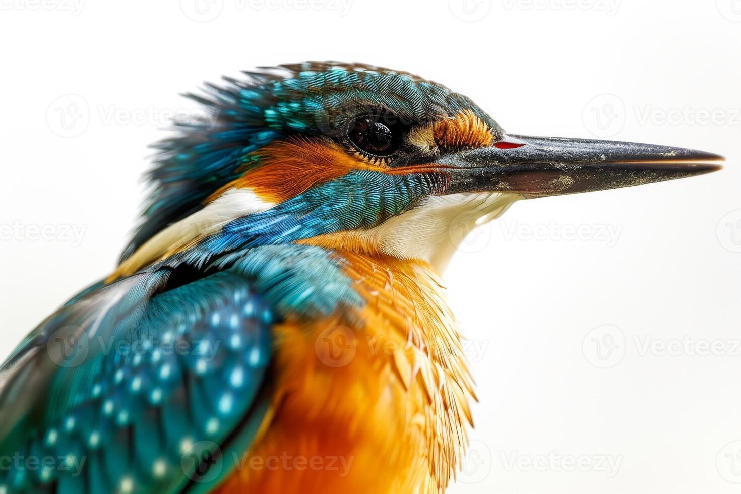 A close up of a bird with a white background photo