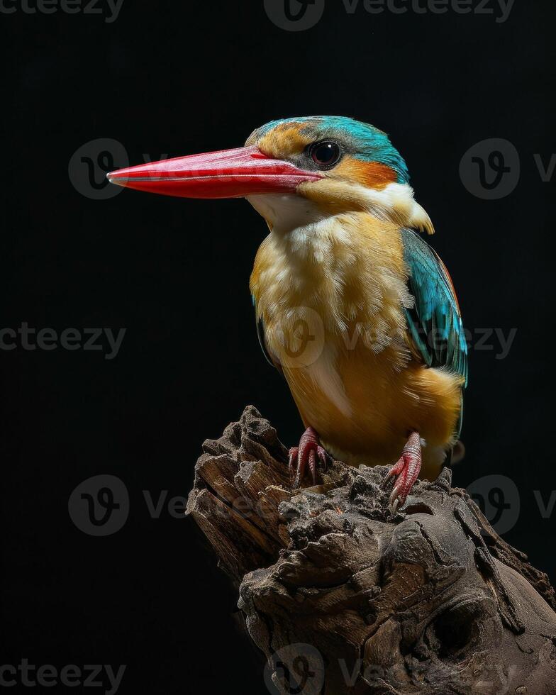 A colorful bird sitting on a branch photo