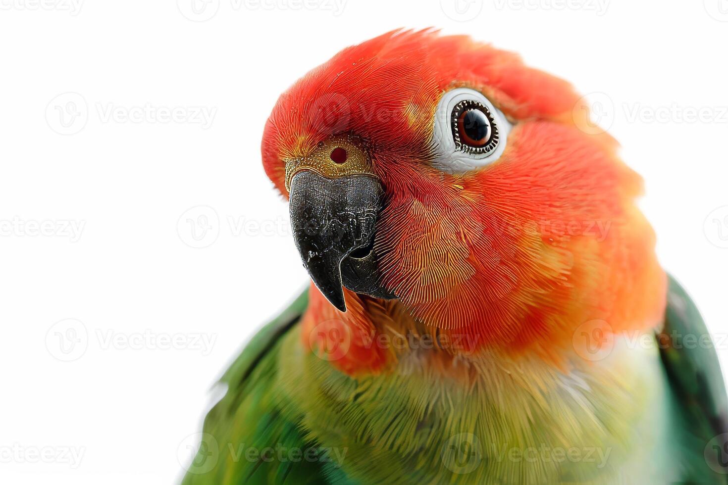A colorful bird with a white face photo