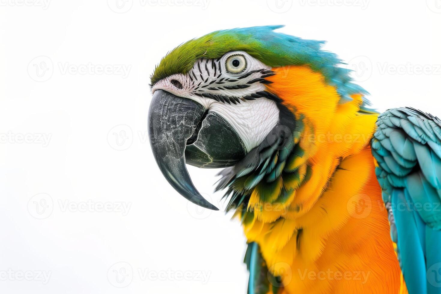 A close up of a colorful parrot photo