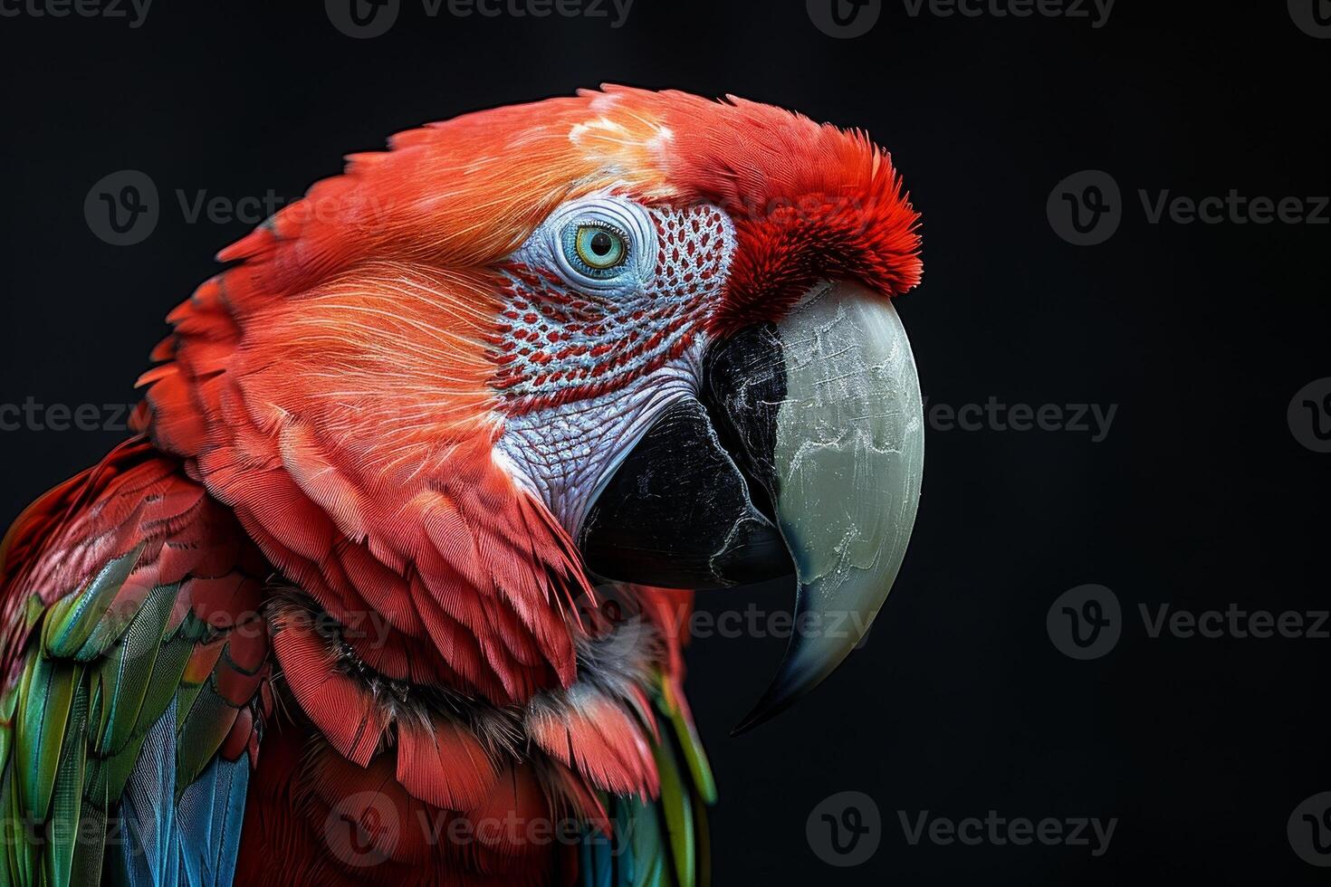 A close up of a colorful parrot photo