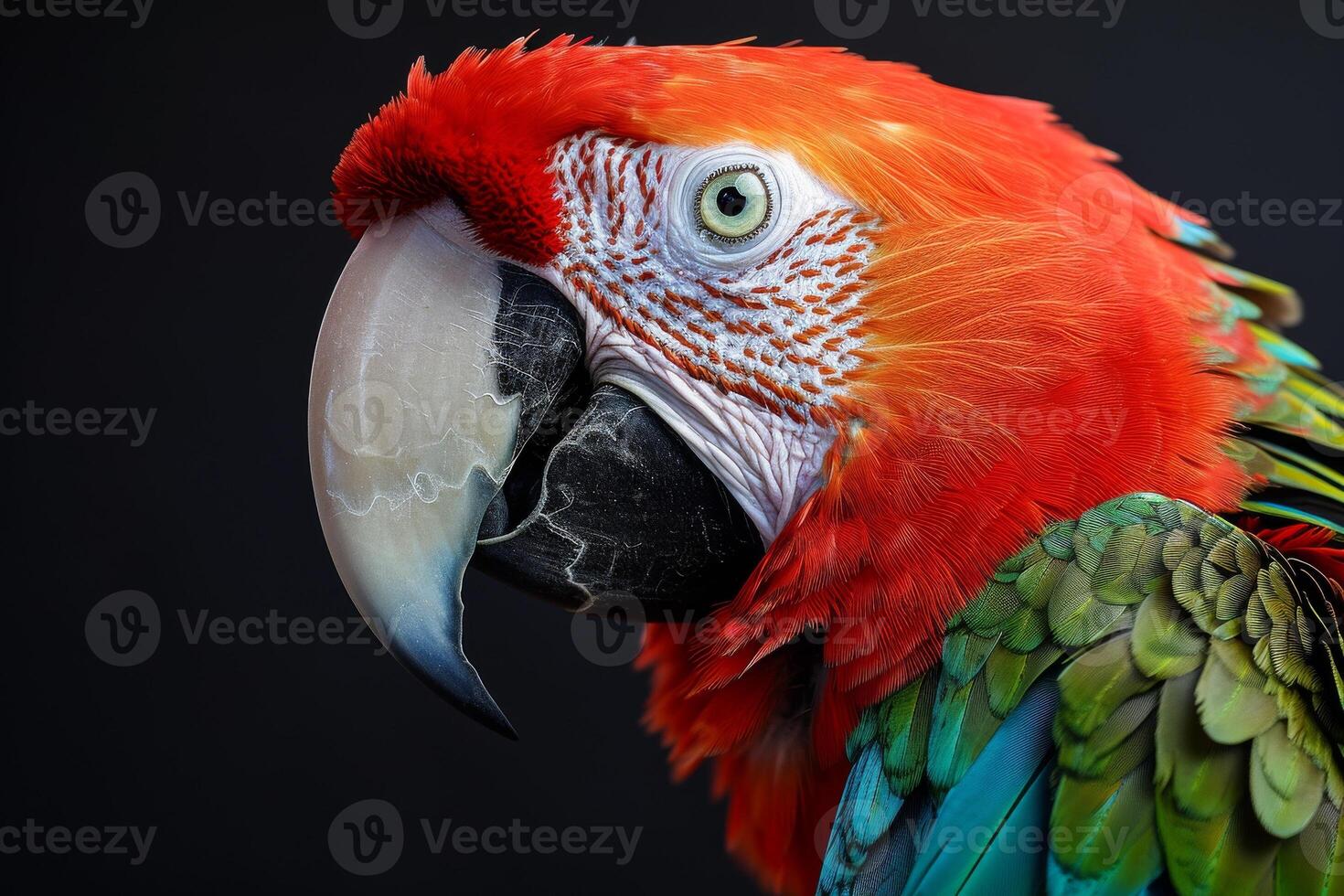 A close up of a parrot with a black background photo