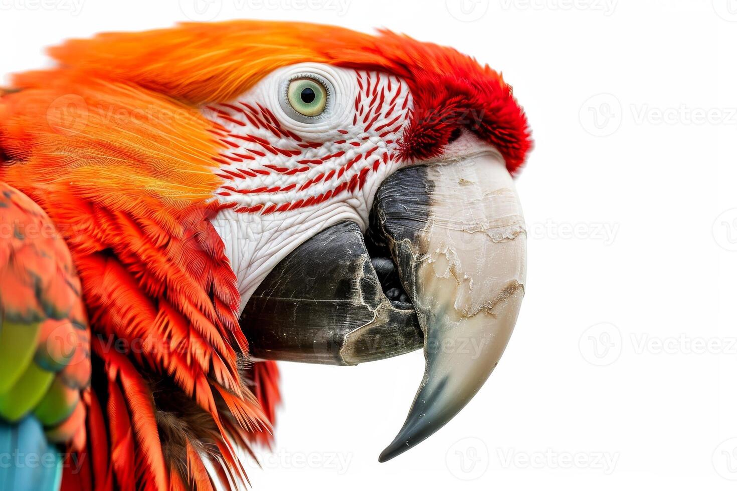 A close up of a colorful parrot photo