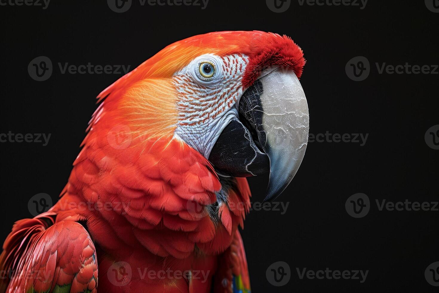 A close up of a red parrot photo
