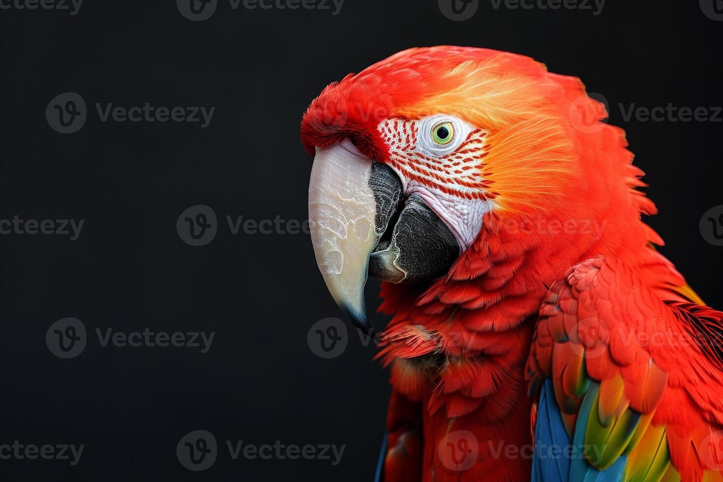 A close up of a red parrot with a black background photo