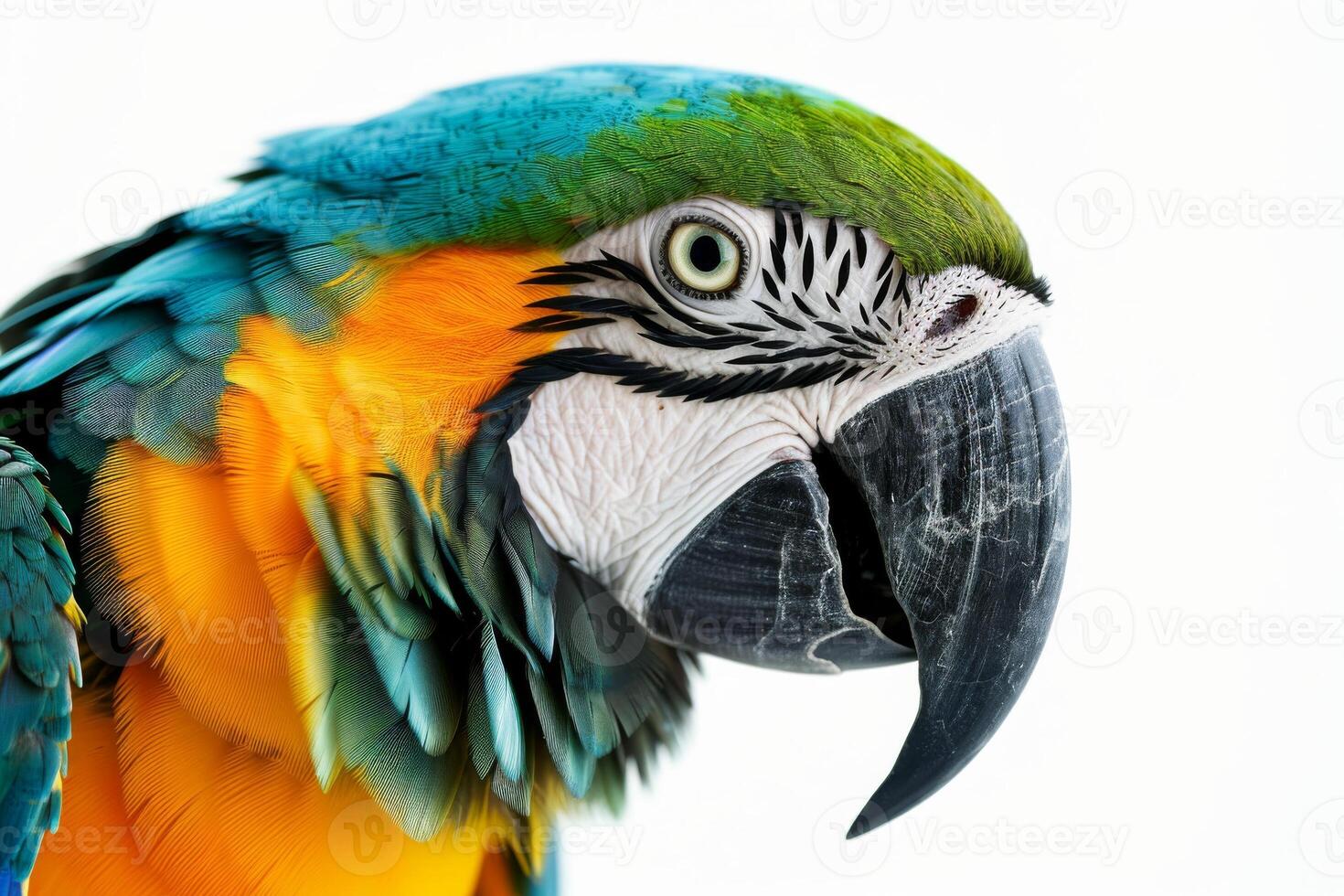 A close up of a colorful parrot photo