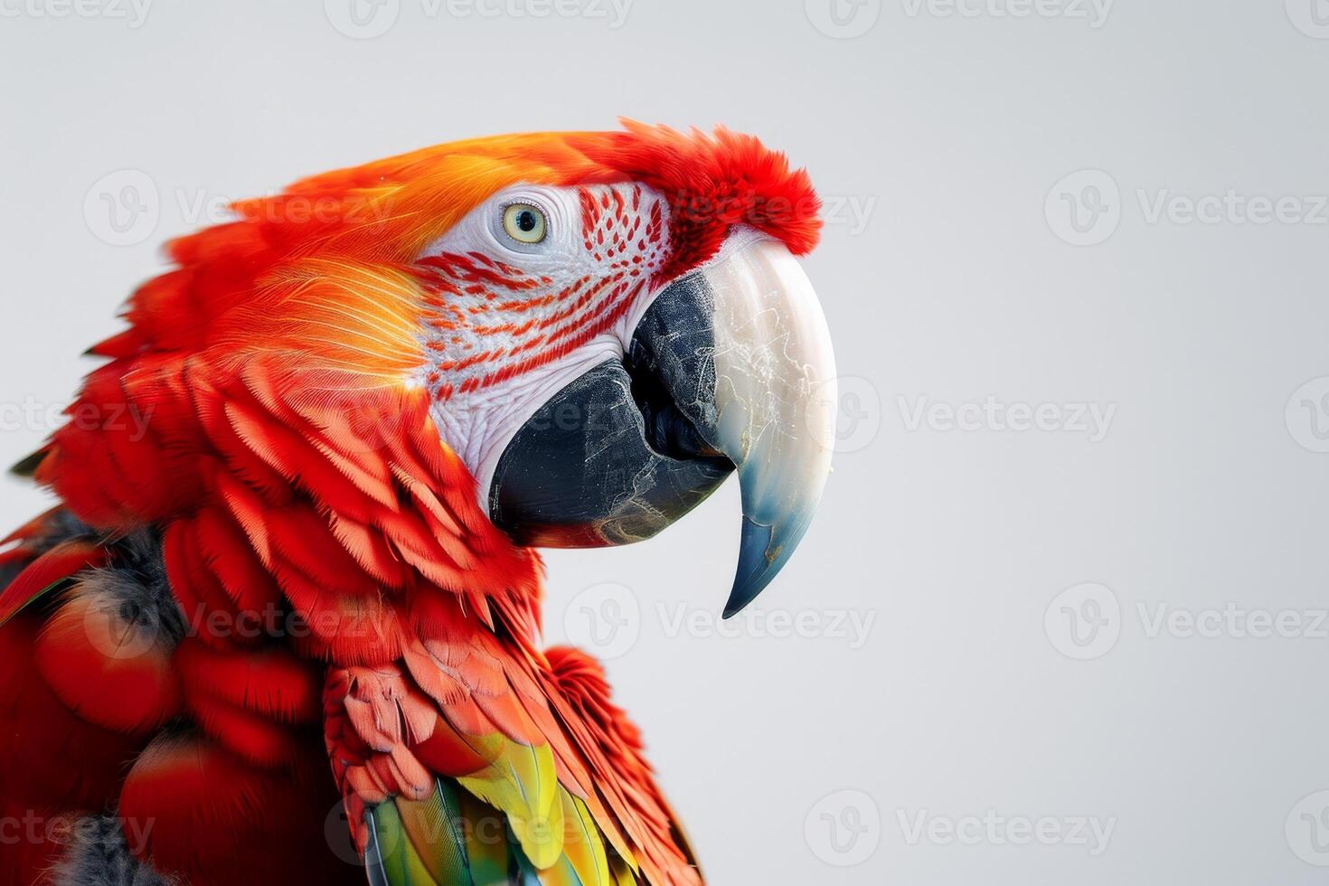 A close up of a red parrot with a white beak photo