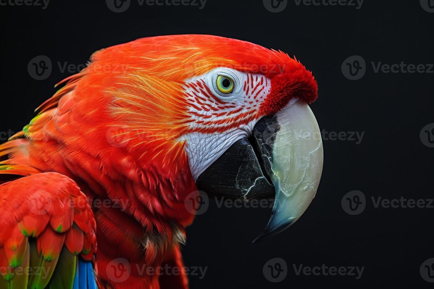 A close up of a red parrot with a yellow beak photo