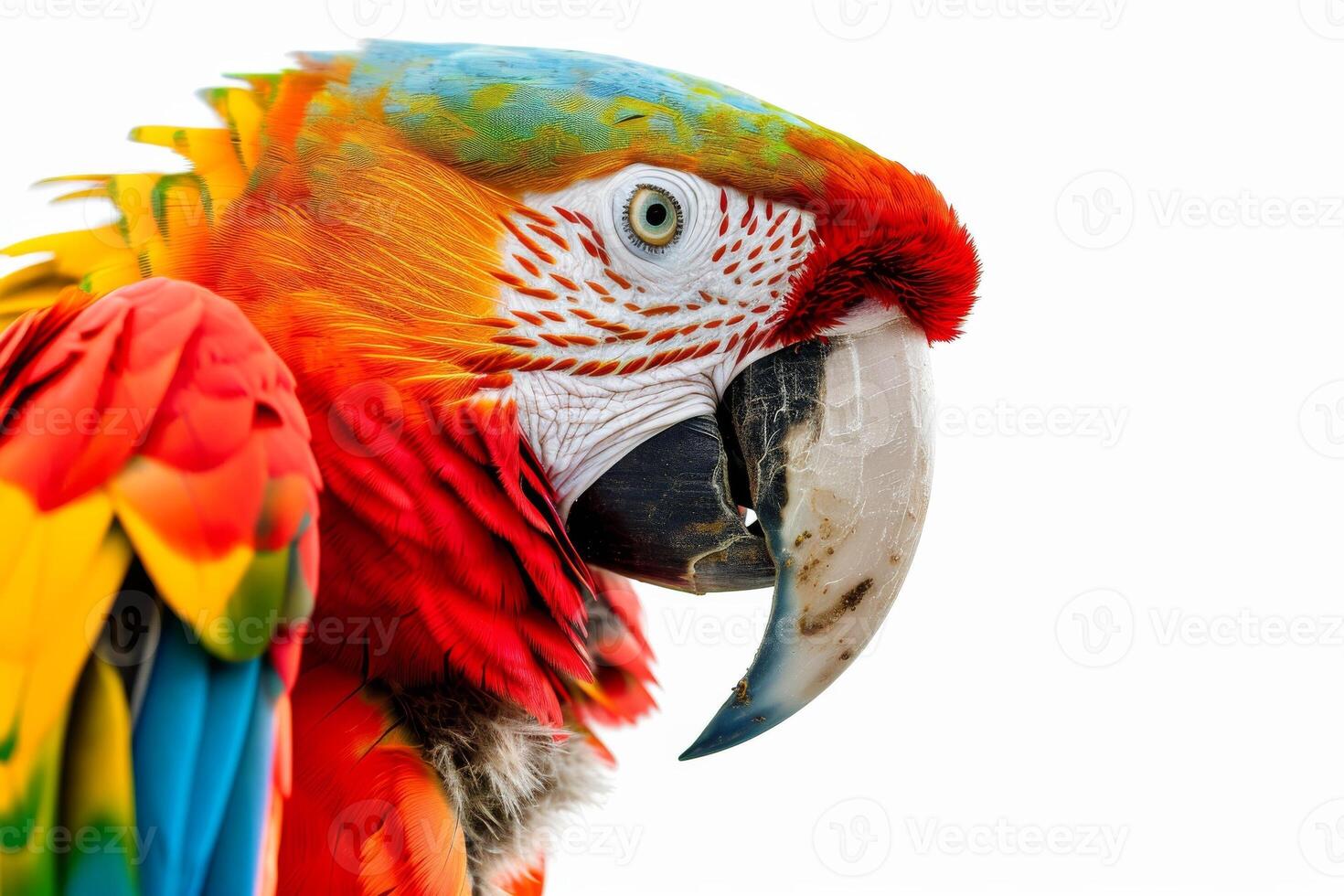 A colorful parrot with a white beak photo