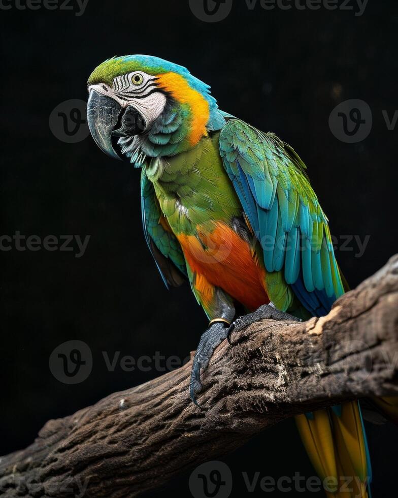A colorful parrot perched on a branch photo