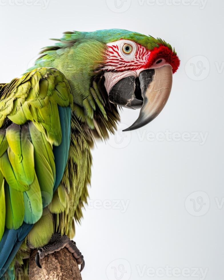A green parrot with a red beak sitting on a branch photo