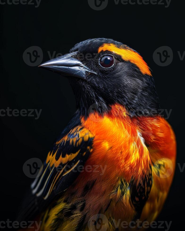A close up of a bird with orange and black feathers photo