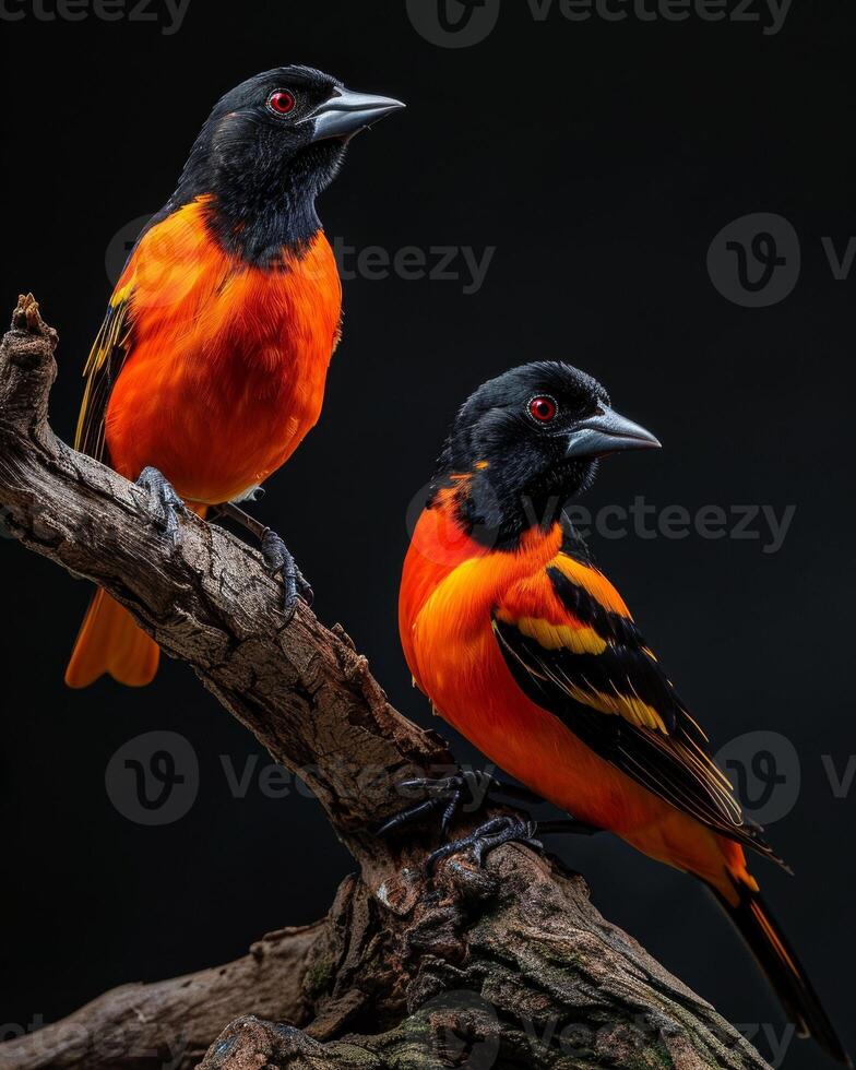 Two orange and black birds sitting on a branch photo