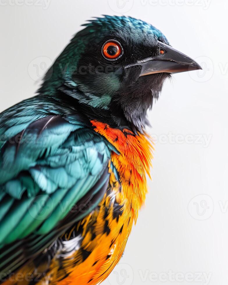 A close up of a colorful bird with orange, green and blue feathers photo