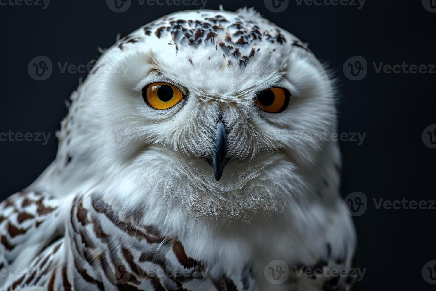 A snowy owl with yellow eyes photo