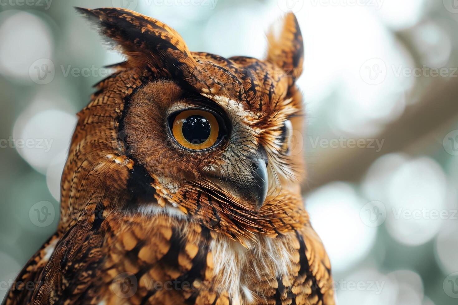 A close up of an owl with large eyes photo