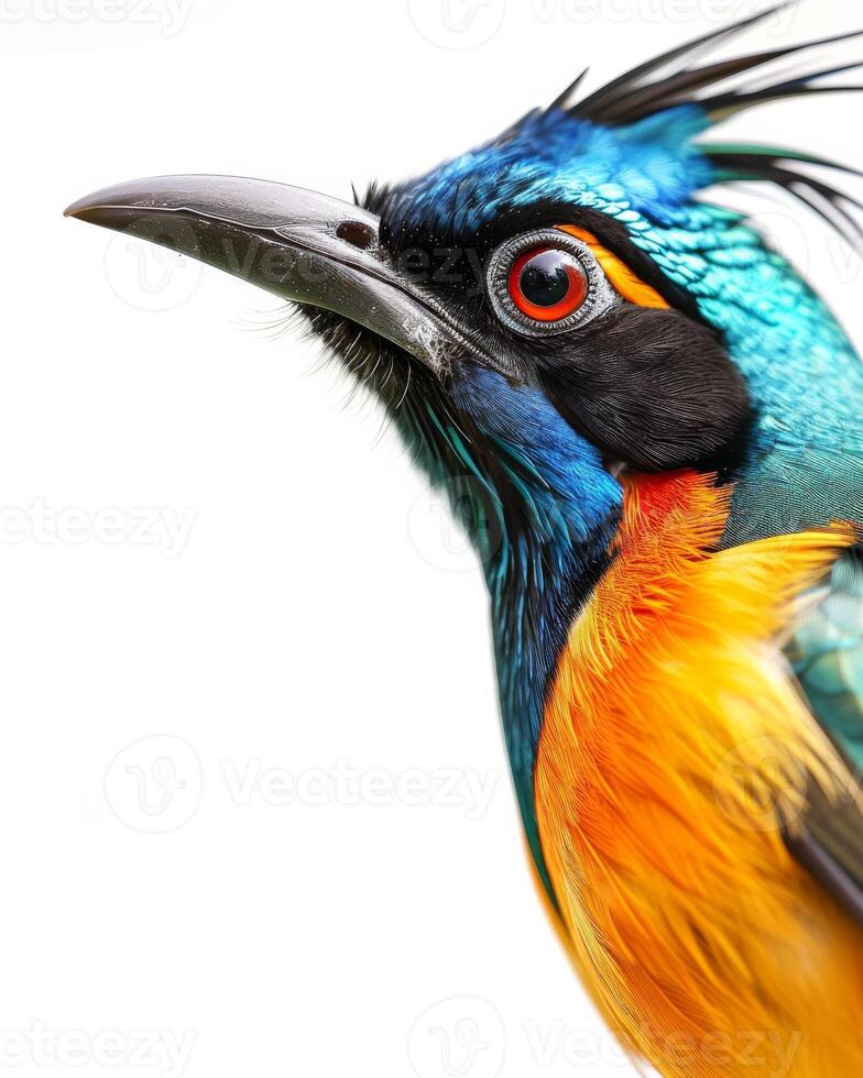 A colorful bird with a long mohawk on its head photo