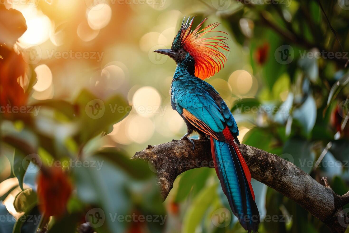 A colorful bird with a long tail sitting on a branch photo
