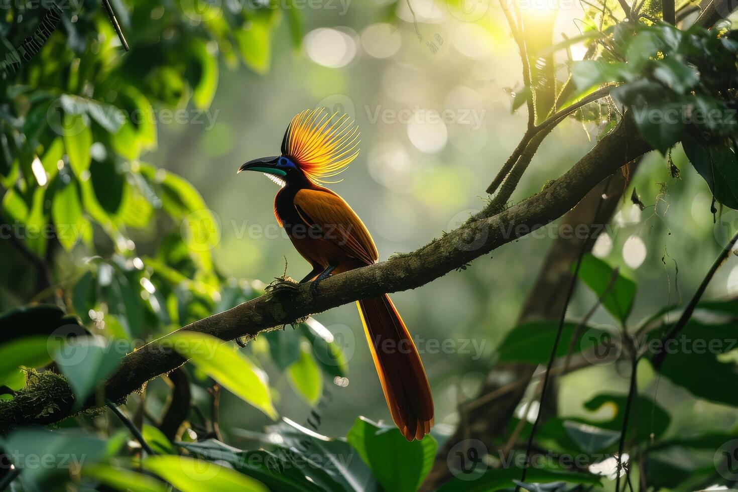 A colorful bird with long feathers sitting on a branch photo