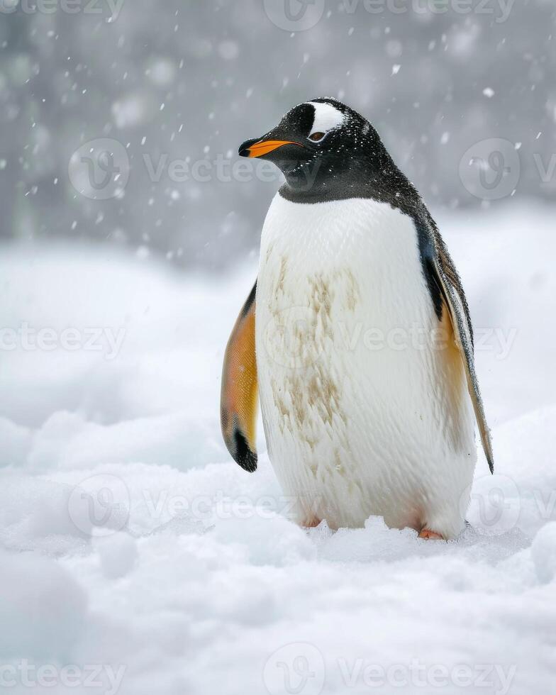 A penguin is standing in the snow photo