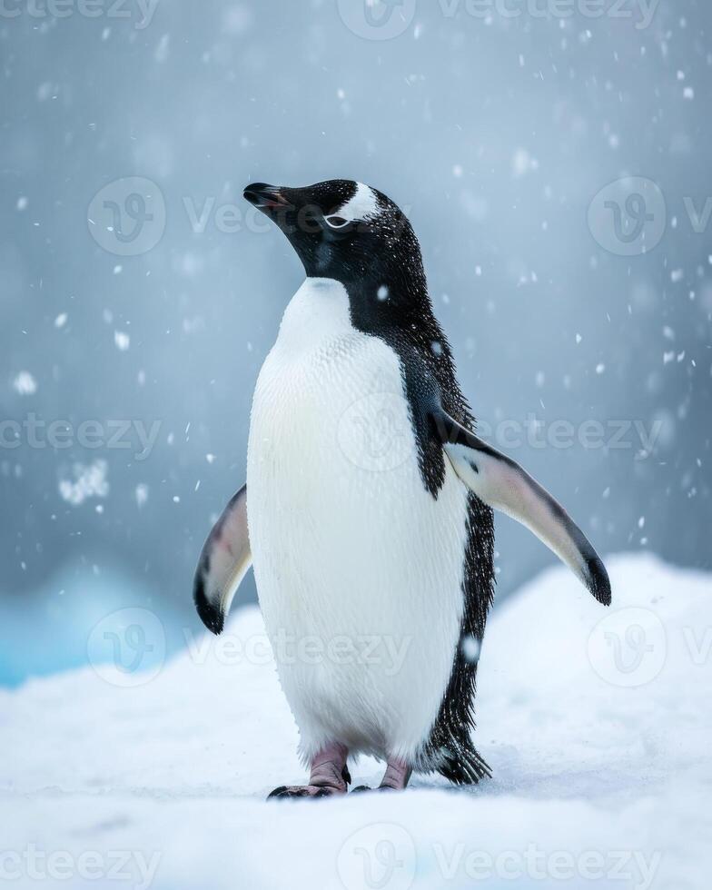 A penguin standing on the snow in the snow photo