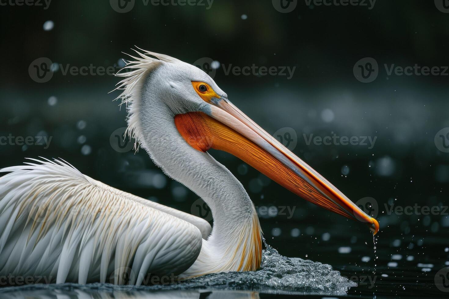 A white pelican with a long beak swimming in the water photo