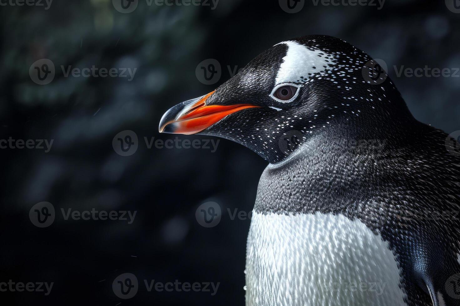 A close up of a penguin with an orange beak photo