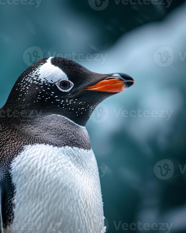 A penguin with a black and white head photo