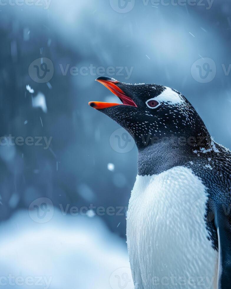 A penguin is singing in the snow photo