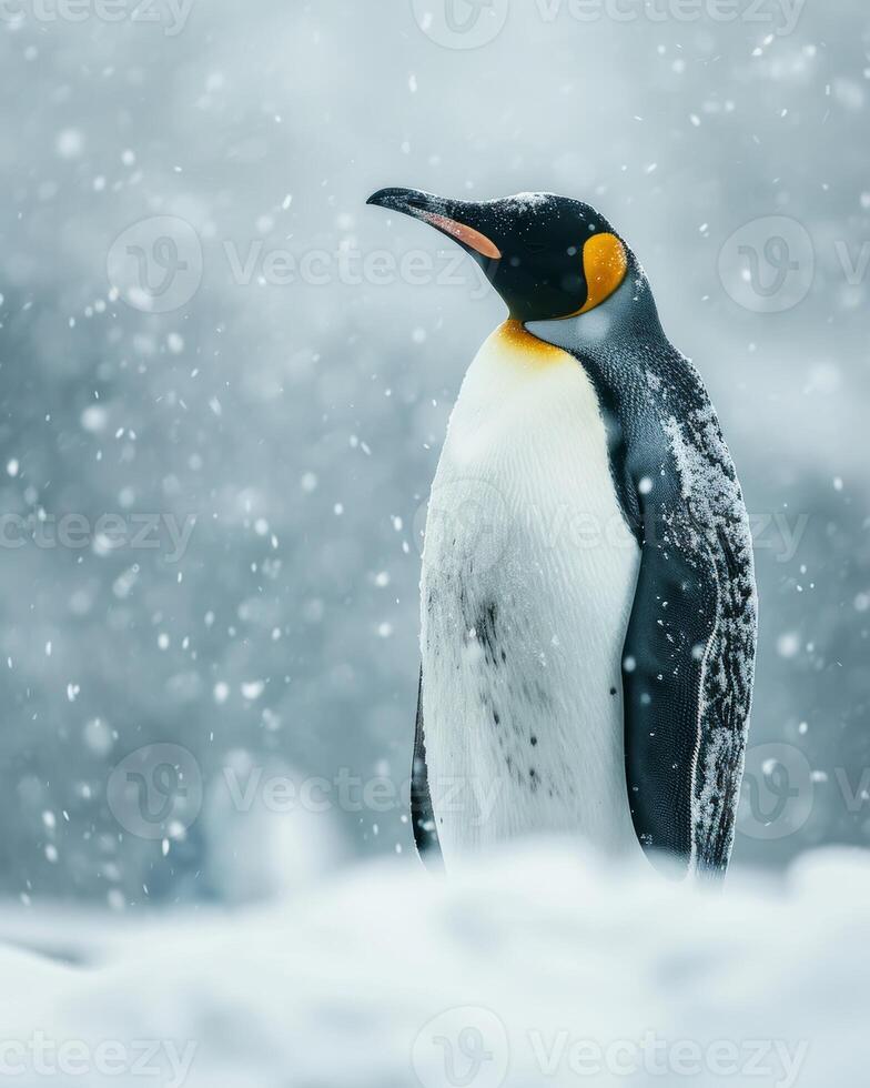 King penguin king penguin in the snow photo