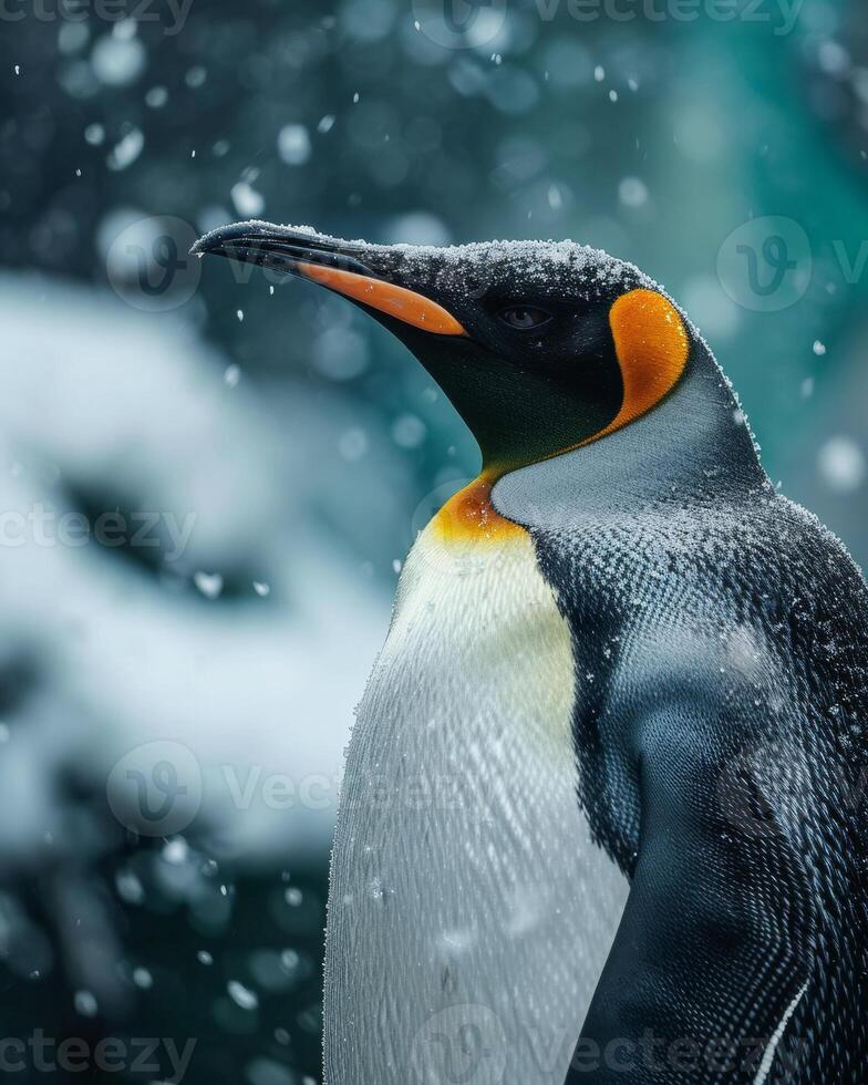 A penguin with an orange beak and yellow eyes photo