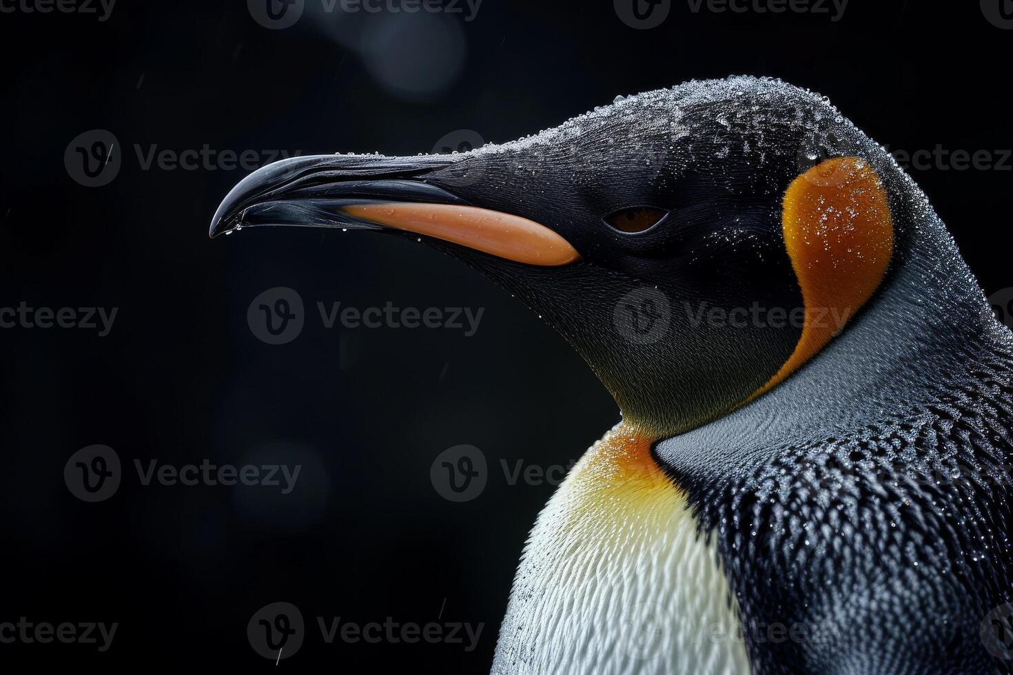 A close up of a penguin with a black background photo