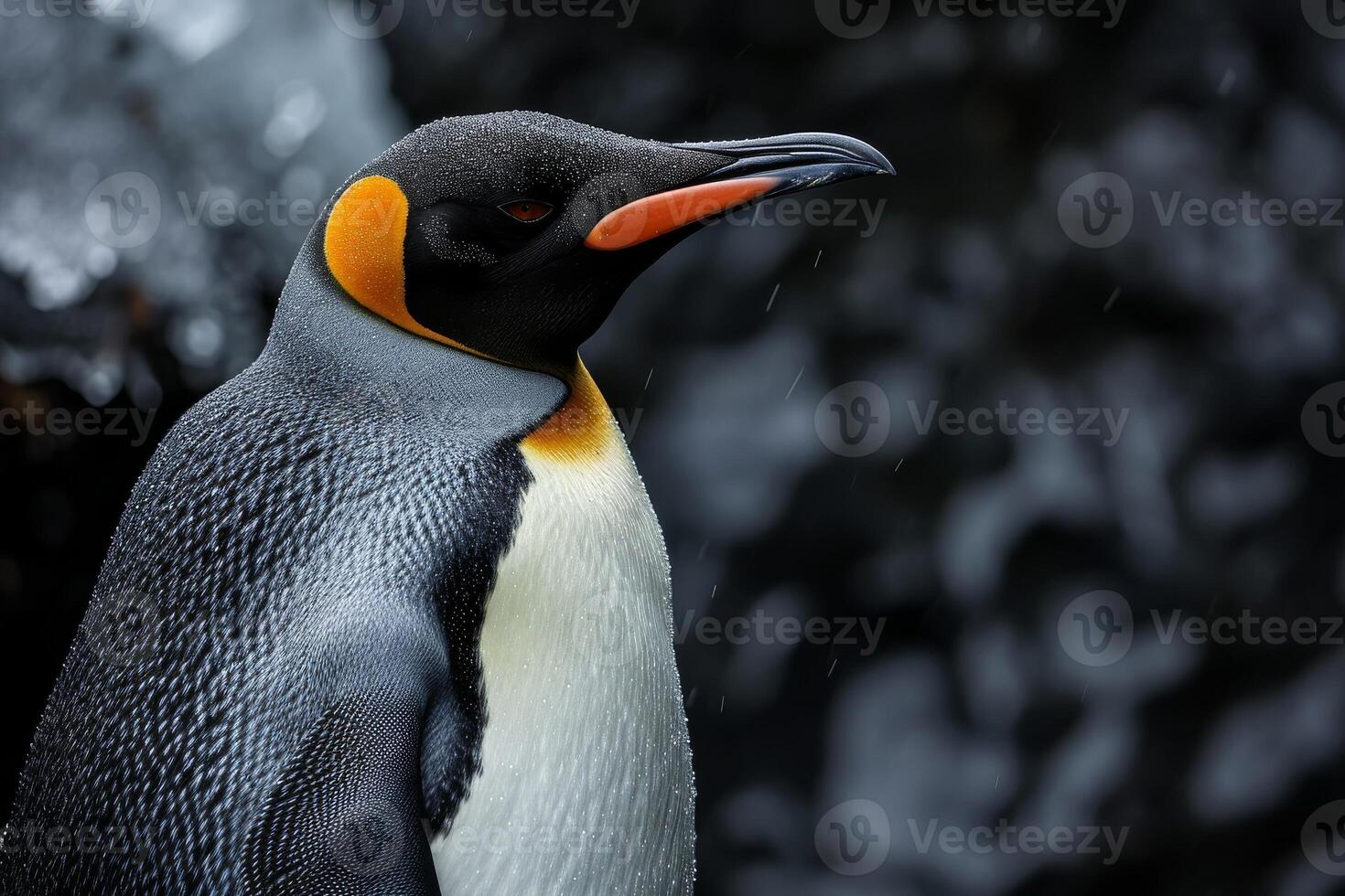 A penguin with a yellow beak and orange eyes photo