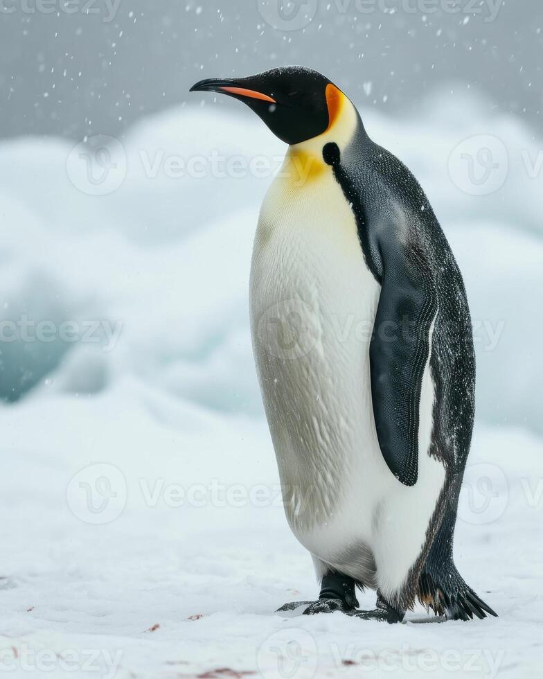 King penguin standing on snow covered ground photo
