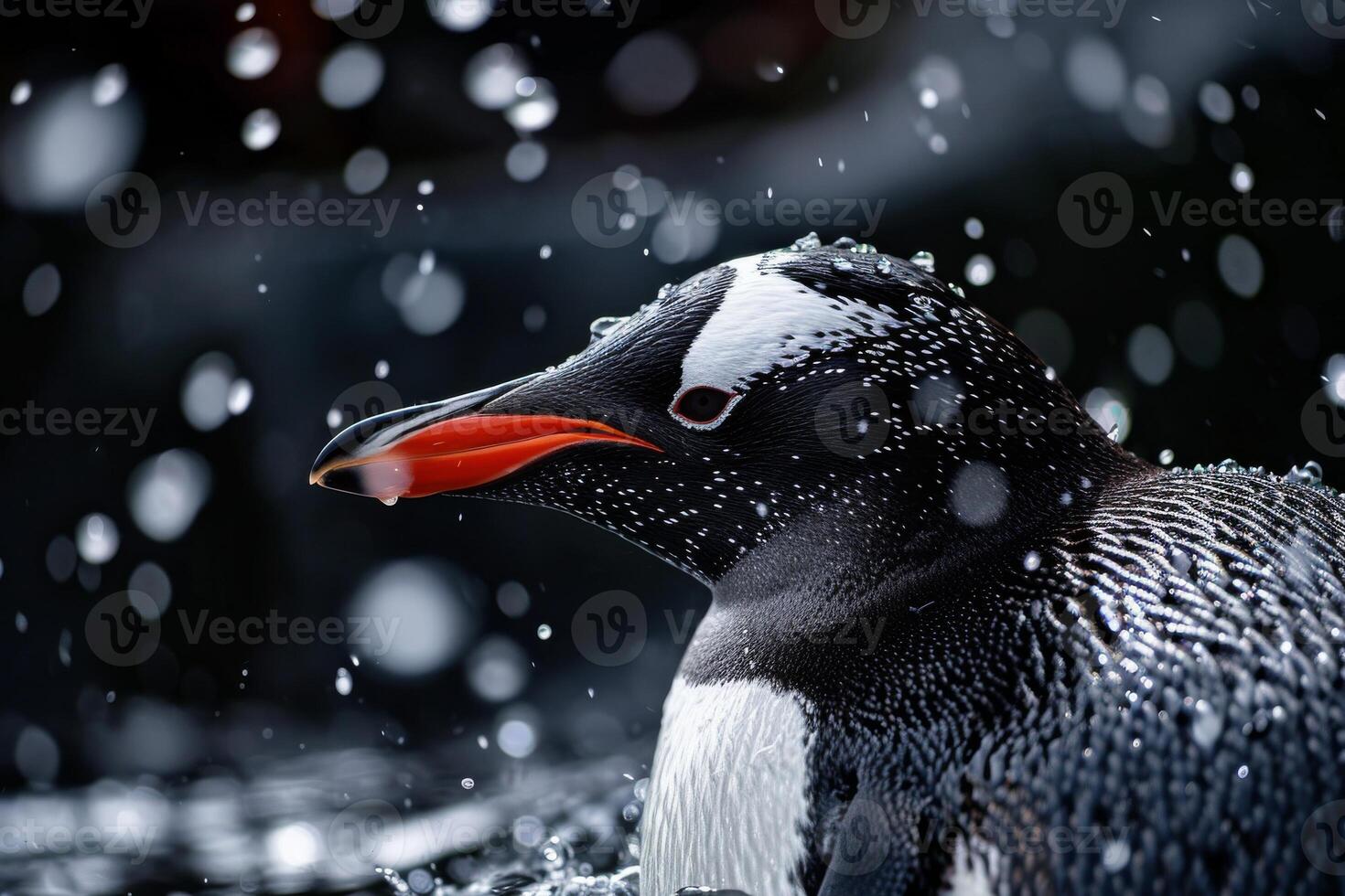 A penguin is standing in the rain with water droplets falling on it photo
