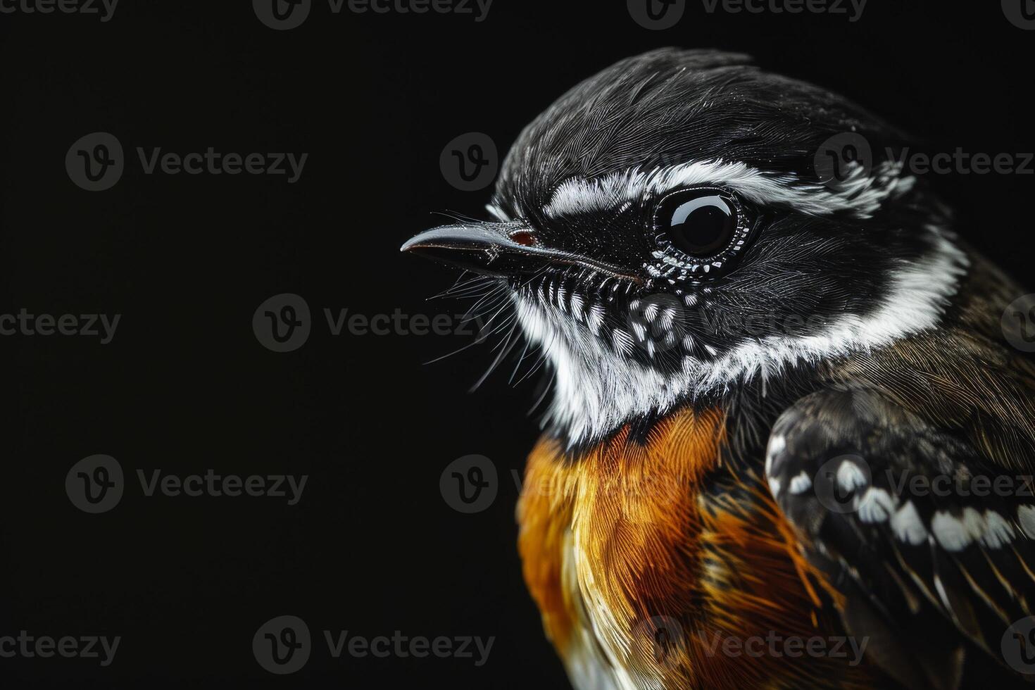 A close up of a bird with black, white and orange feathers photo
