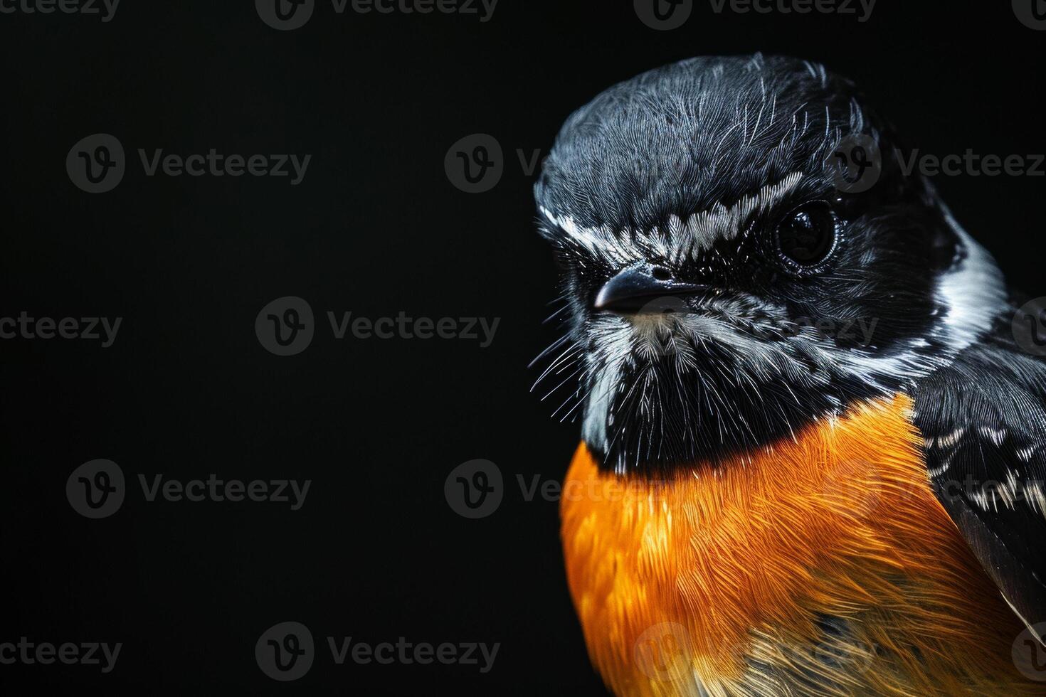 A close up of a bird with an orange and black head photo
